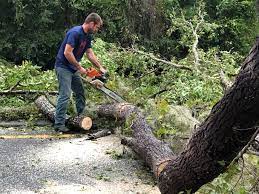 How Our Tree Care Process Works  in  Woodlawn, MD