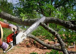 Leaf Removal in Woodlawn, MD