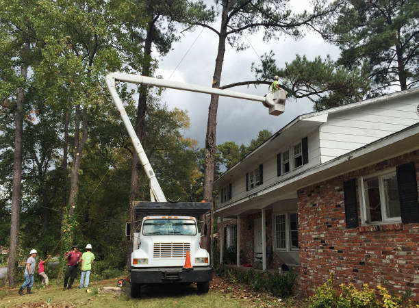 Best Tree Disease Treatment  in Woodlawn, MD