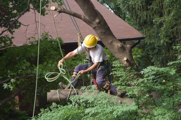 Best Tree Preservation Services  in Woodlawn, MD